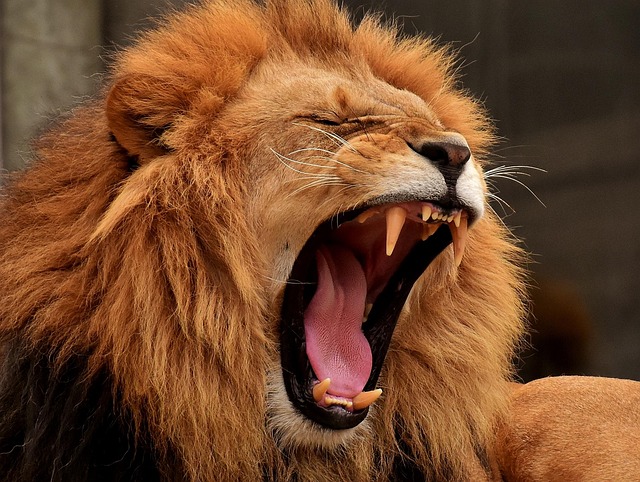 The king of the jungle