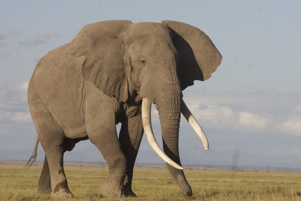 African Elephant