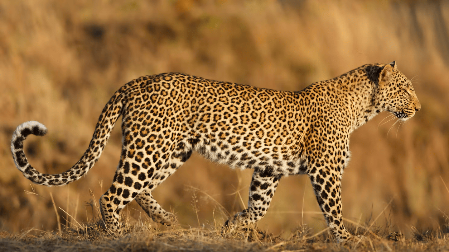 The leopard